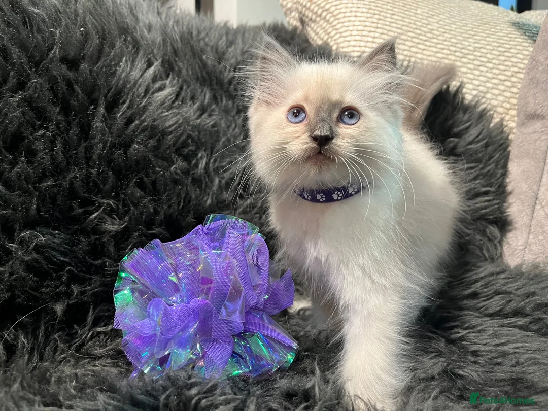 Ragdoll cats for sale: ❤️Beautiful baby girl 😍 - Advert 1
