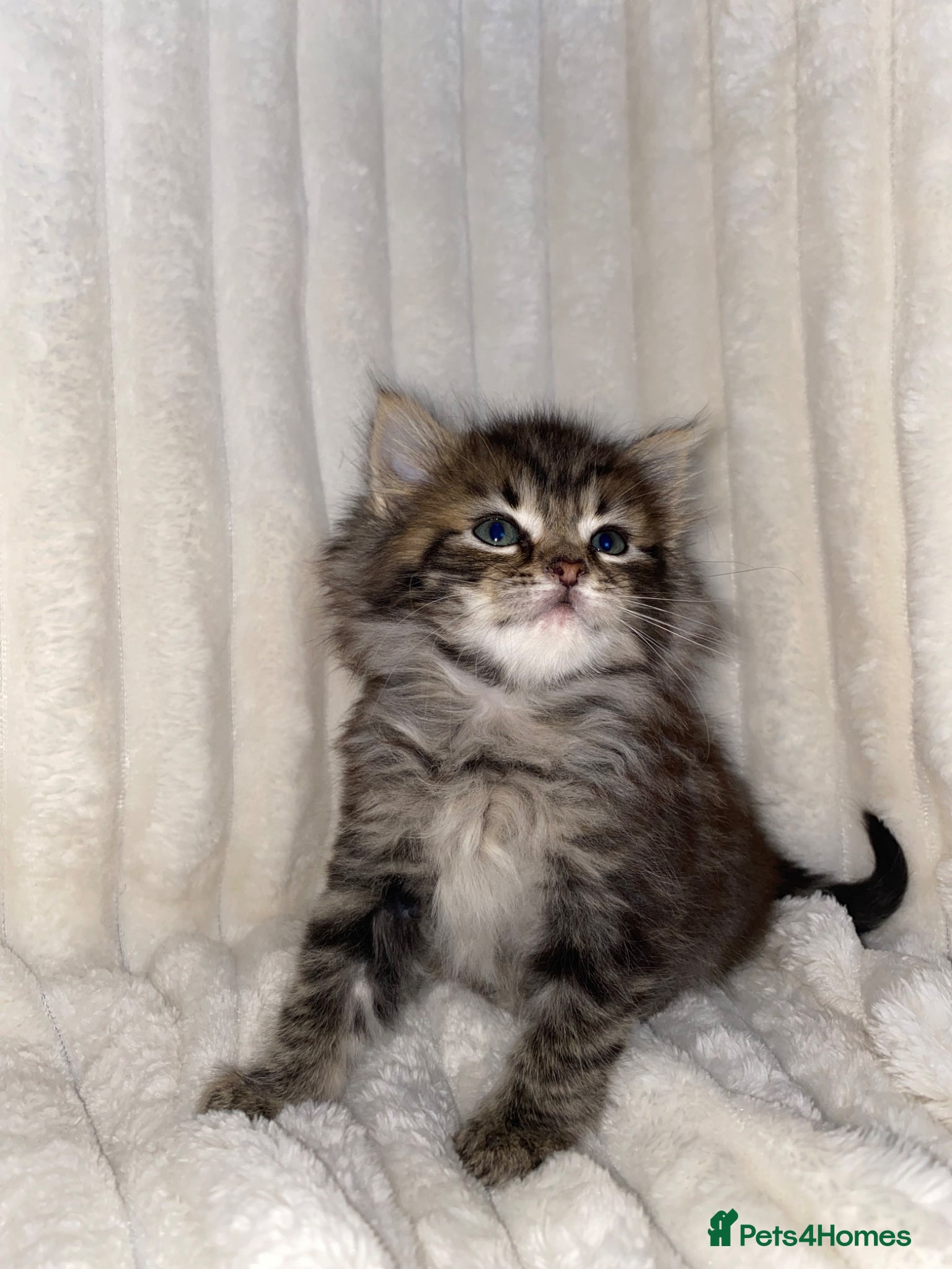 Mixed Breed cats  Cute Fluffy longhair kitten - Advert 13
