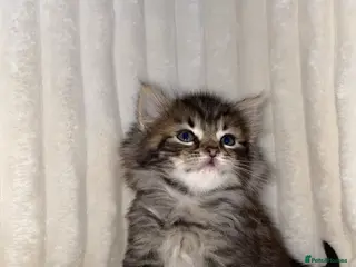 Mixed Breed cats Cute Fluffy longhair kitten - Advert 5