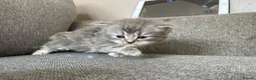 Mixed Breed cats for sale: Exotic cross kittens  - Advert 11