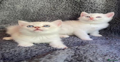 British Shorthair cats in Ashton-under-Lyne - Advert 11