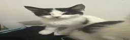 Mixed Breed cats for sale: Kittens - Advert 7
