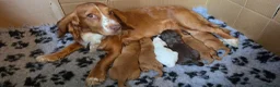 Cocker Spaniel dogs for sale: Cocker spaniel puppies kc registered  in Pulborough - Advert 21