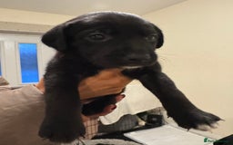 Borador dogs for sale: Lab collie puppies for sale  - Advert 9