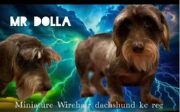 Miniature Dachshund dogs for sale: STUNNING SHOW QUALITY MINI WIRES PRA LAFORA CLEAR - Advert 5
