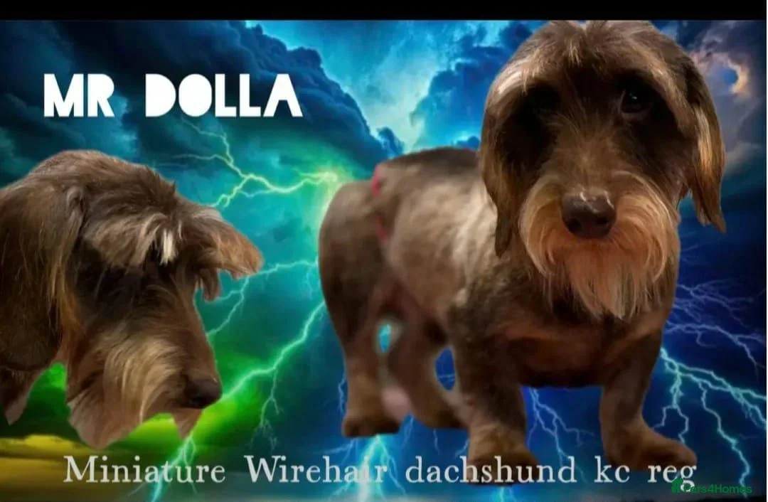 Miniature Dachshund dogs for sale: STUNNING SHOW QUALITY MINI WIRES PRA LAFORA CLEAR - Advert 5