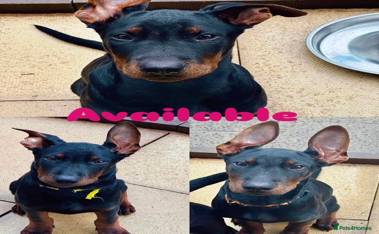 Mixed Breed dogs - Advert 1