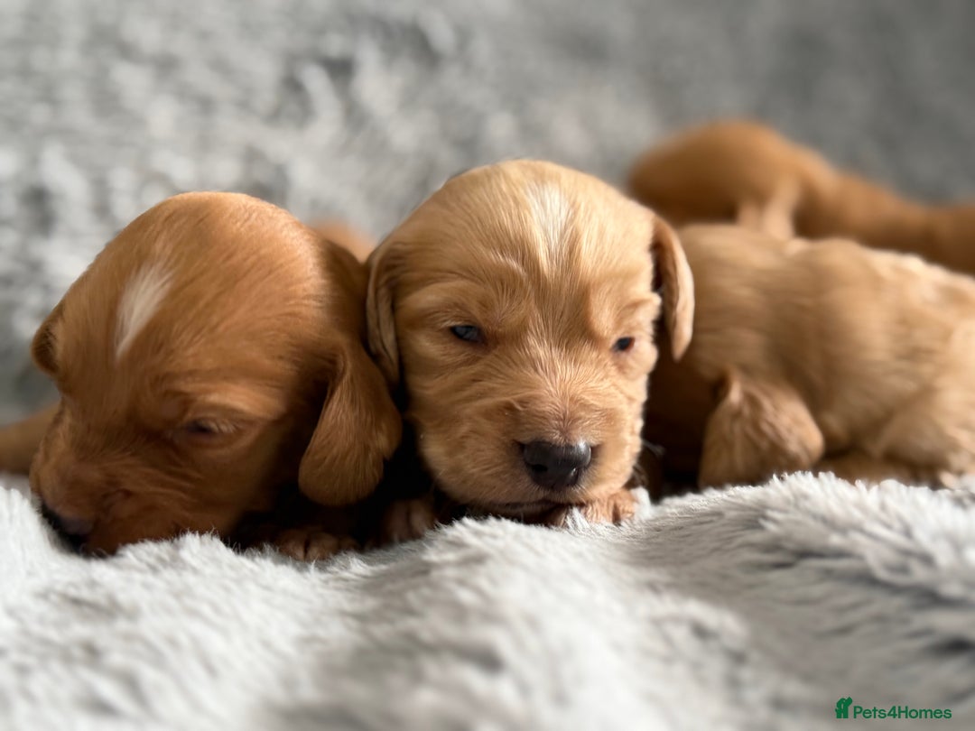 Cocker Spaniel dogs for sale: Gorgeous KC Working Cocker Spaniels- Health Tested - Image 16