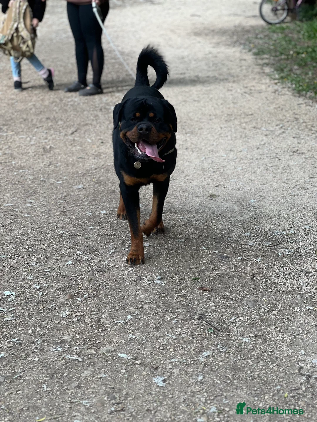 Rottweiler dogs for stud: HEALTH TESTED & HIP/ELBOW SCORED KC REG STUD in Witney - Advert 9