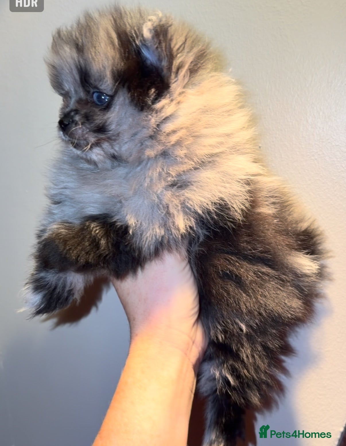 Pomeranian dogs for sale: 🧸💙 3 true to type Pomeranian male bears 💙🧸 - Advert 4