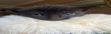 Kitten 3