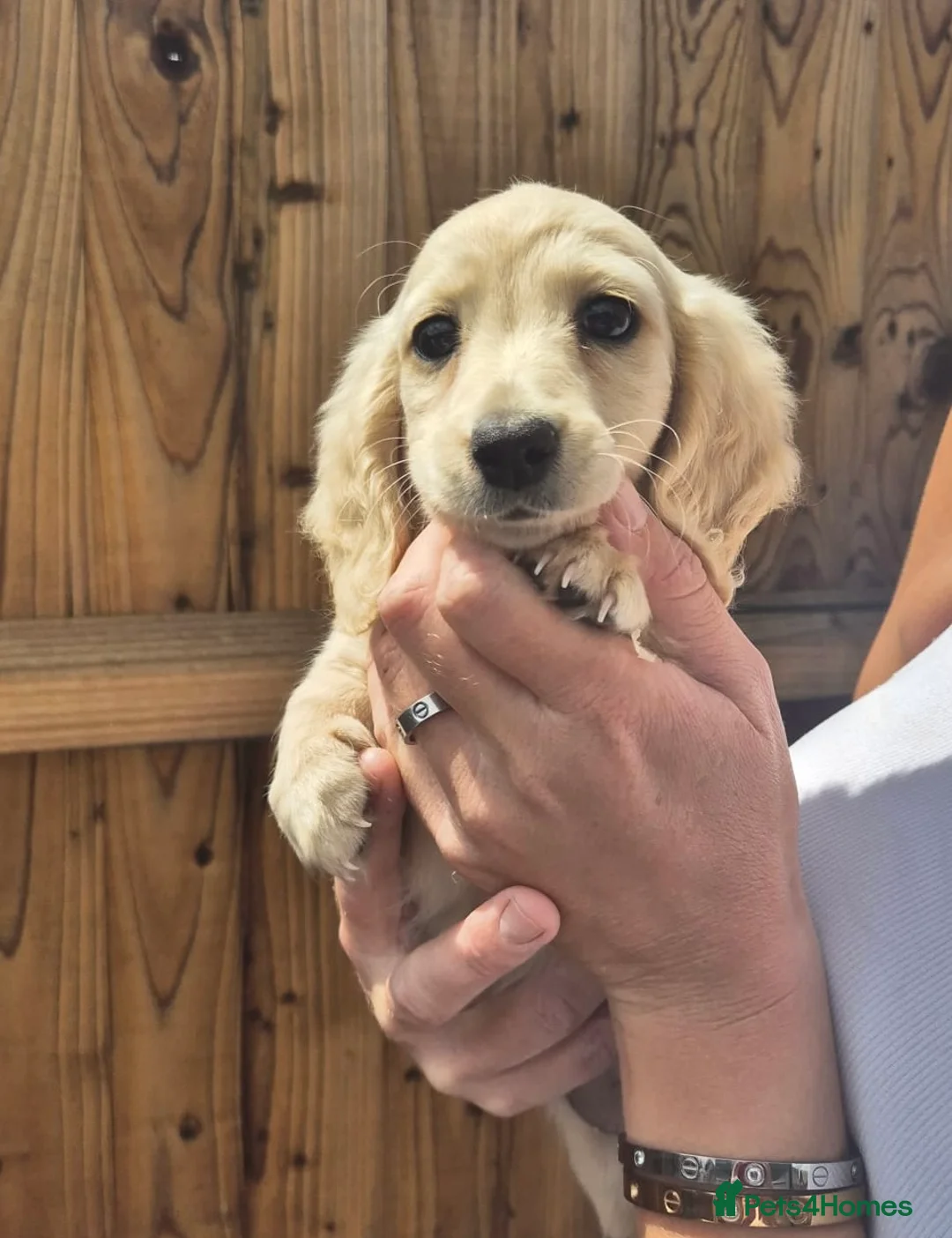 Miniature Dachshund dogs for stud: ⭐️⭐️👑👑 KING OF CREAMS 👑👑⭐️⭐️ - Advert 5