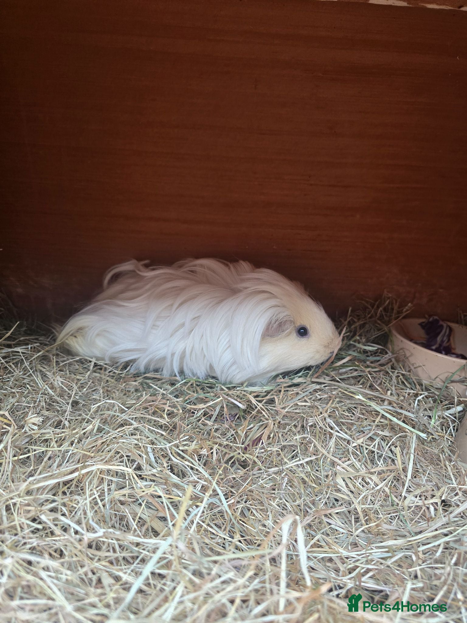 Guinea Pig rodents Female guninea long hair - Advert 4