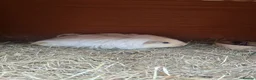 Guinea Pig rodents for sale: Female guninea long hair - Advert 1