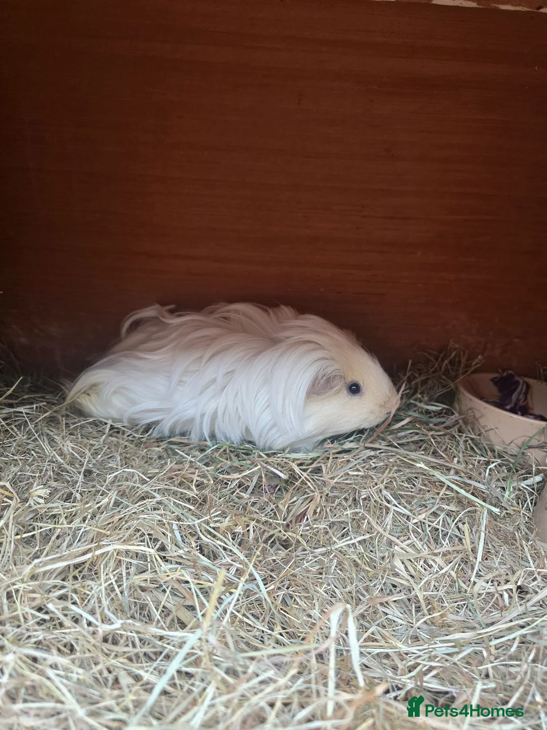 Guinea Pig rodents for sale: Female guninea long hair - Advert 1