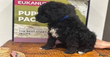 Mixed Breed dogs F1B SAINTBERNADOODLE BOYS AND GIRLS - Advert 12