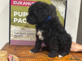 Mixed Breed dogs F1B SAINTBERNADOODLE BOYS AND GIRLS - Advert 12