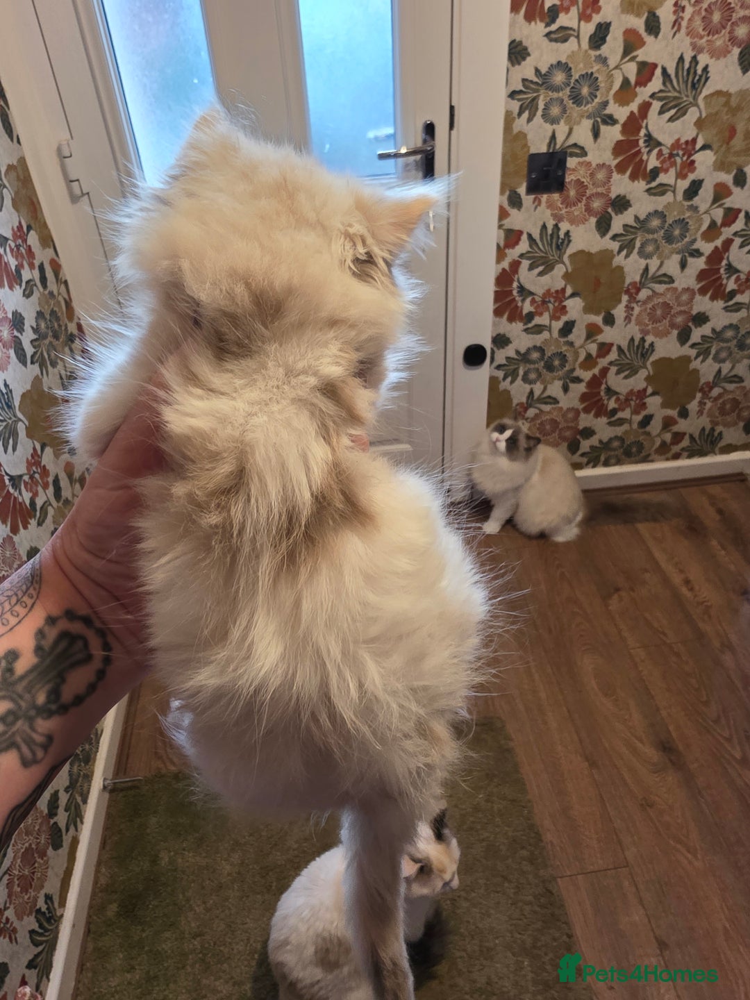 Maine Coon cats for sale: Mainecoon/ragdoll - Advert 10