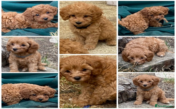 Maltipoo dogs - Advert 12