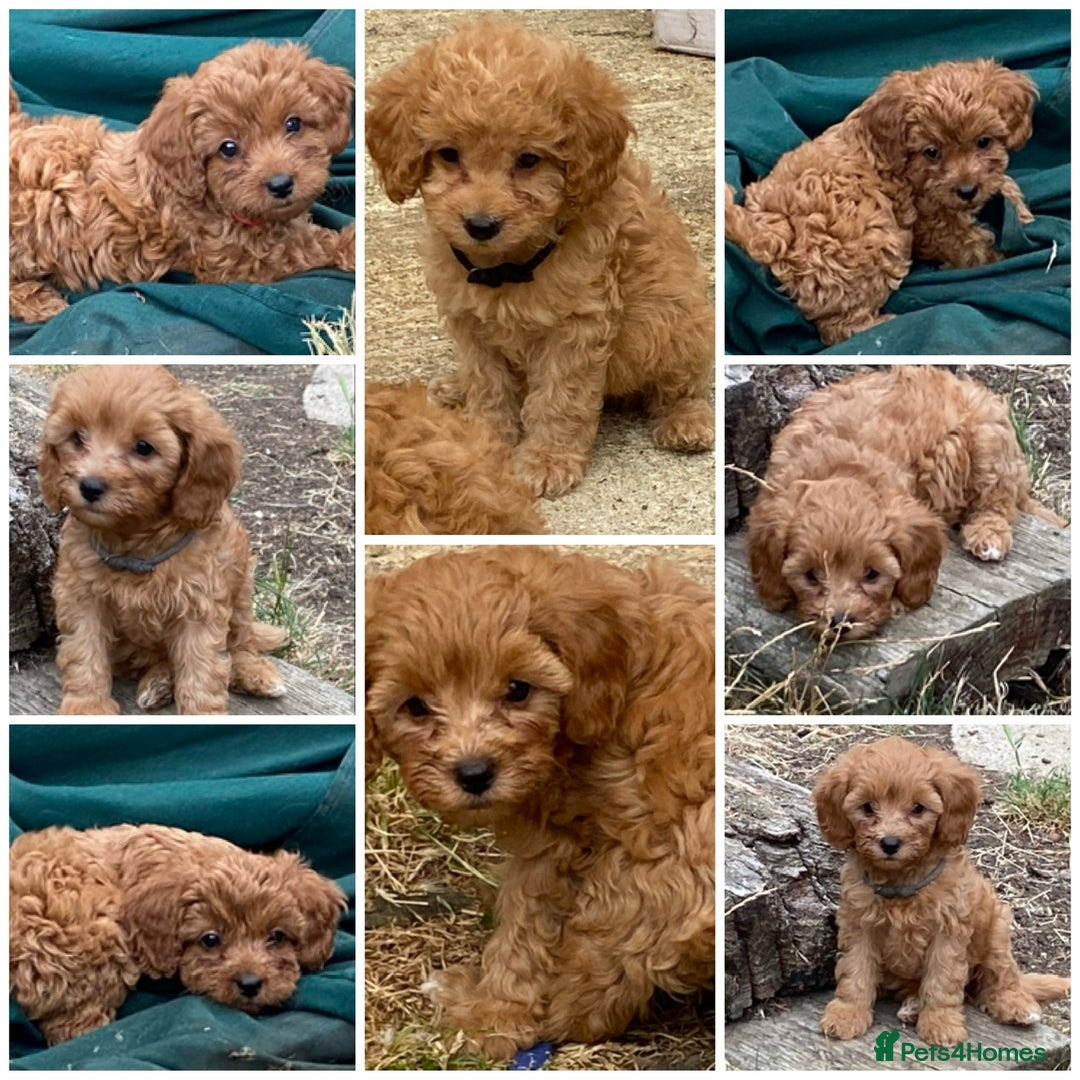 Maltipoo dogs for sale: Extensively DNA tested clear maltipoos - Image 1
