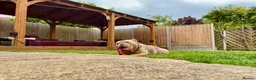 English Bulldog dogs for sale: British Bulldog  - Advert 3