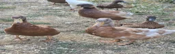Ducks poultry for sale: Buff Orpington Drakes - Advert 1