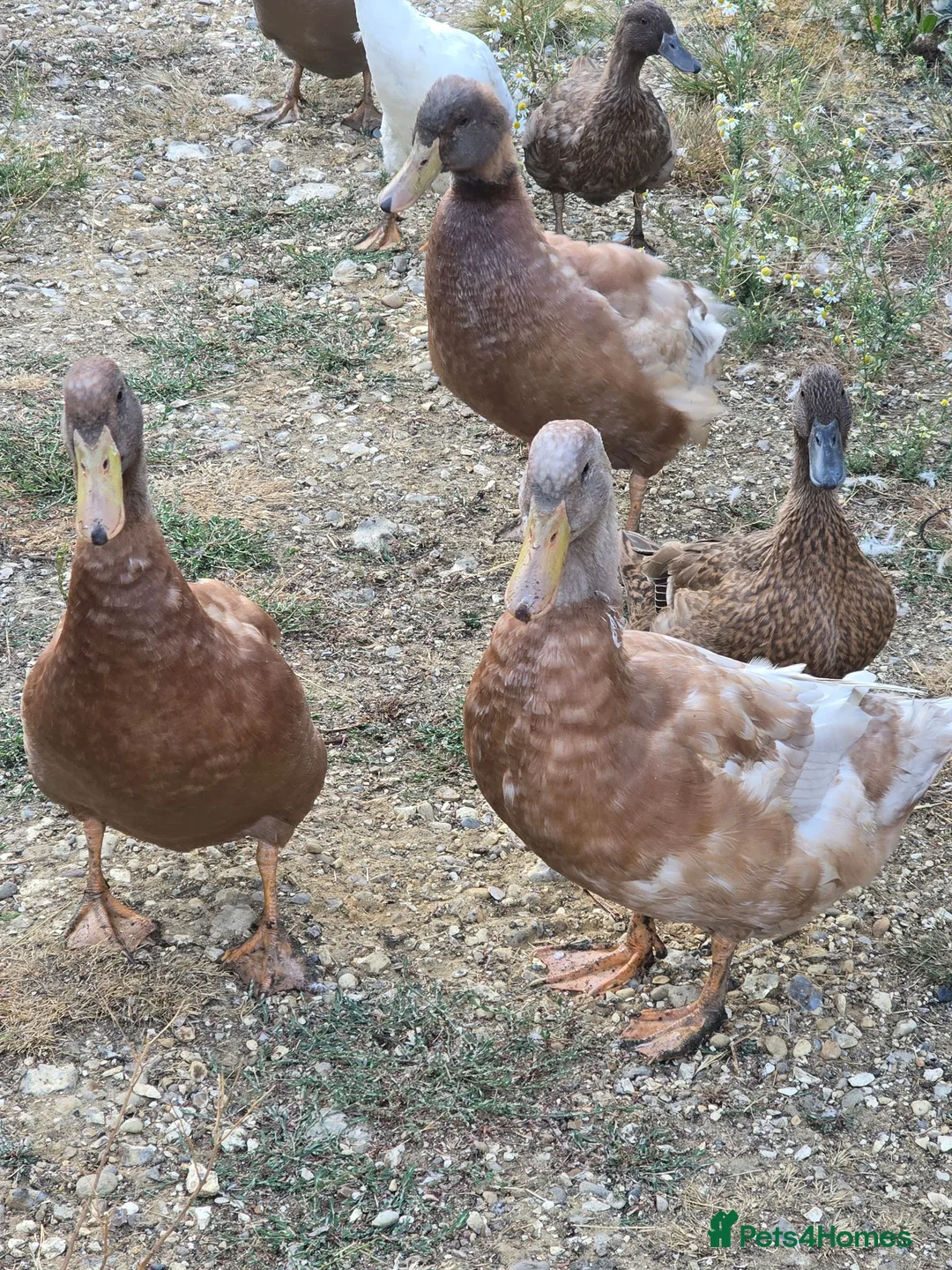 Ducks poultry for sale: Buff Orpington Drakes - Advert 1