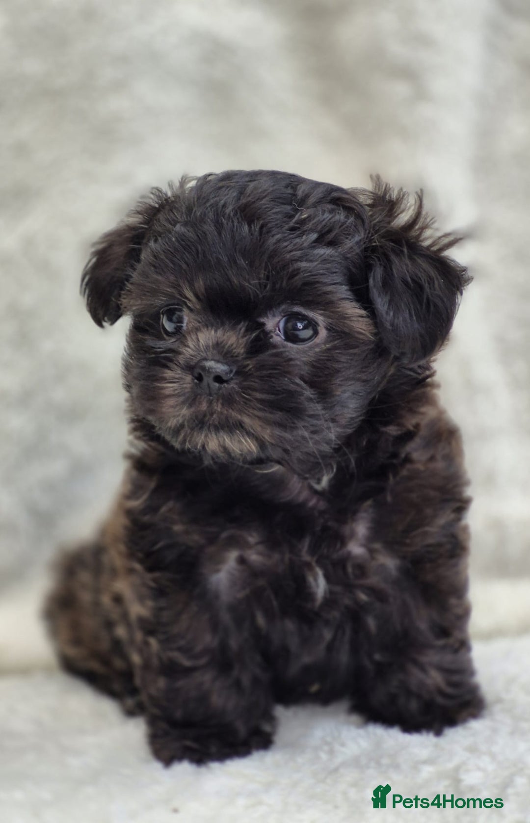 Shih Tzu dogs for sale: Gorgeous Small Imperial Shih tzu puppies READY - Image 20