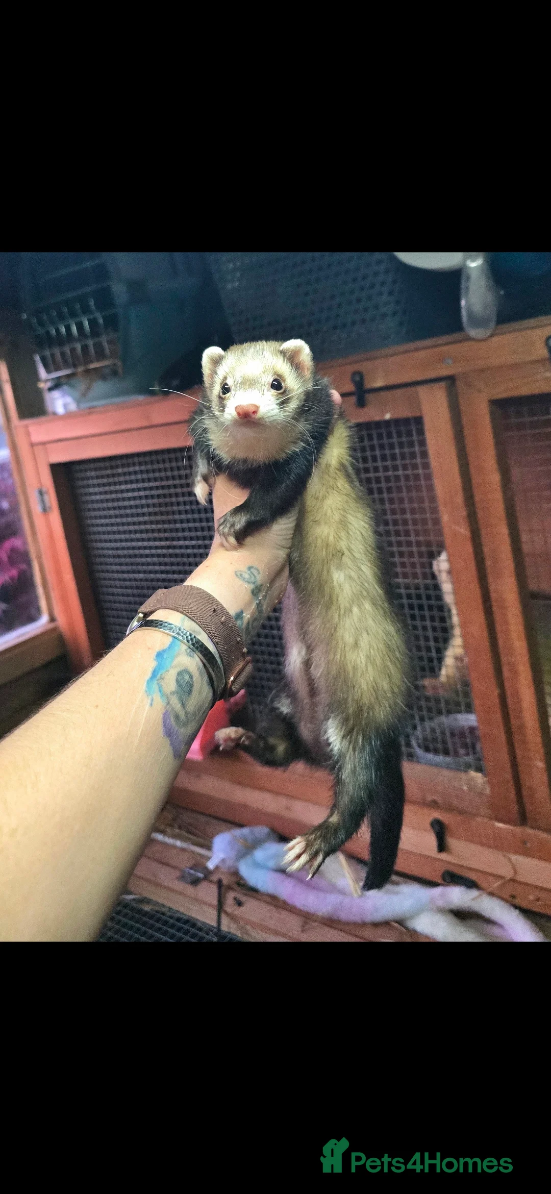 Ferret rodents for sale: 3 ferrets to go together - Advert 4