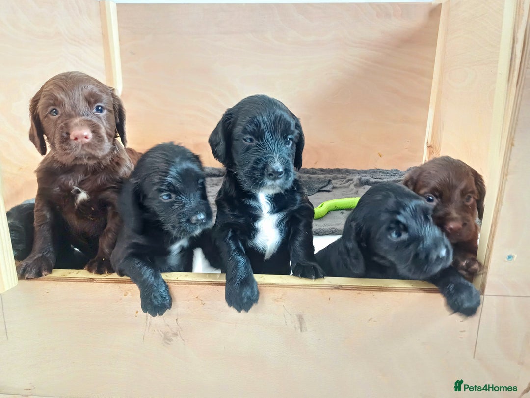 Cocker Spaniel dogs for sale: Working cocker spaniels 4 weeks old - Image 31