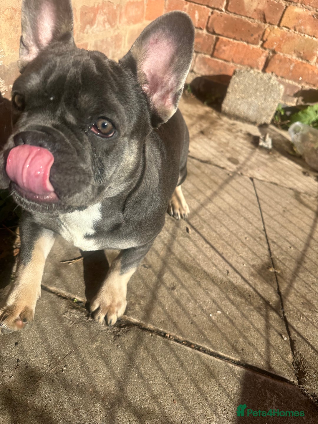 French Bulldog dogs for sale: French bulldog puppy blue & tan - Image 3