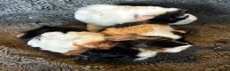 Guinea Pig rodents for sale: Babies ready 2 reserve girls&boys  - Advert 1