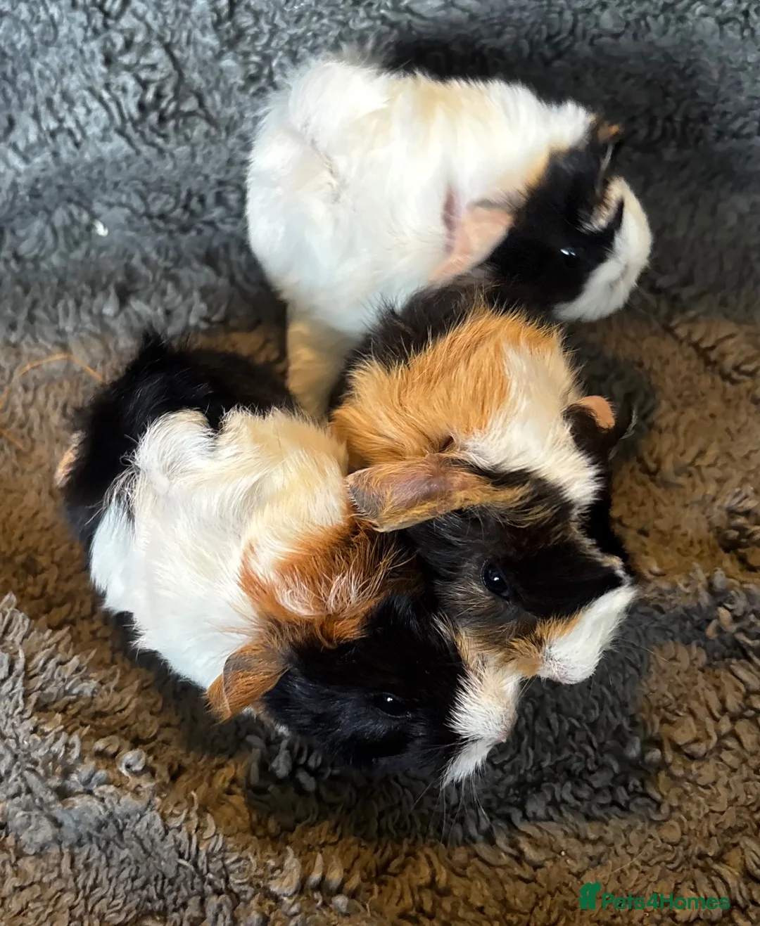 Guinea Pig rodents for sale: Babies ready 2 reserve girls&boys  - Advert 1