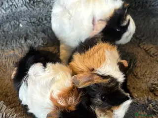 Guinea Pig rodents Babies ready 2 reserve girls&boys - Advert 1
