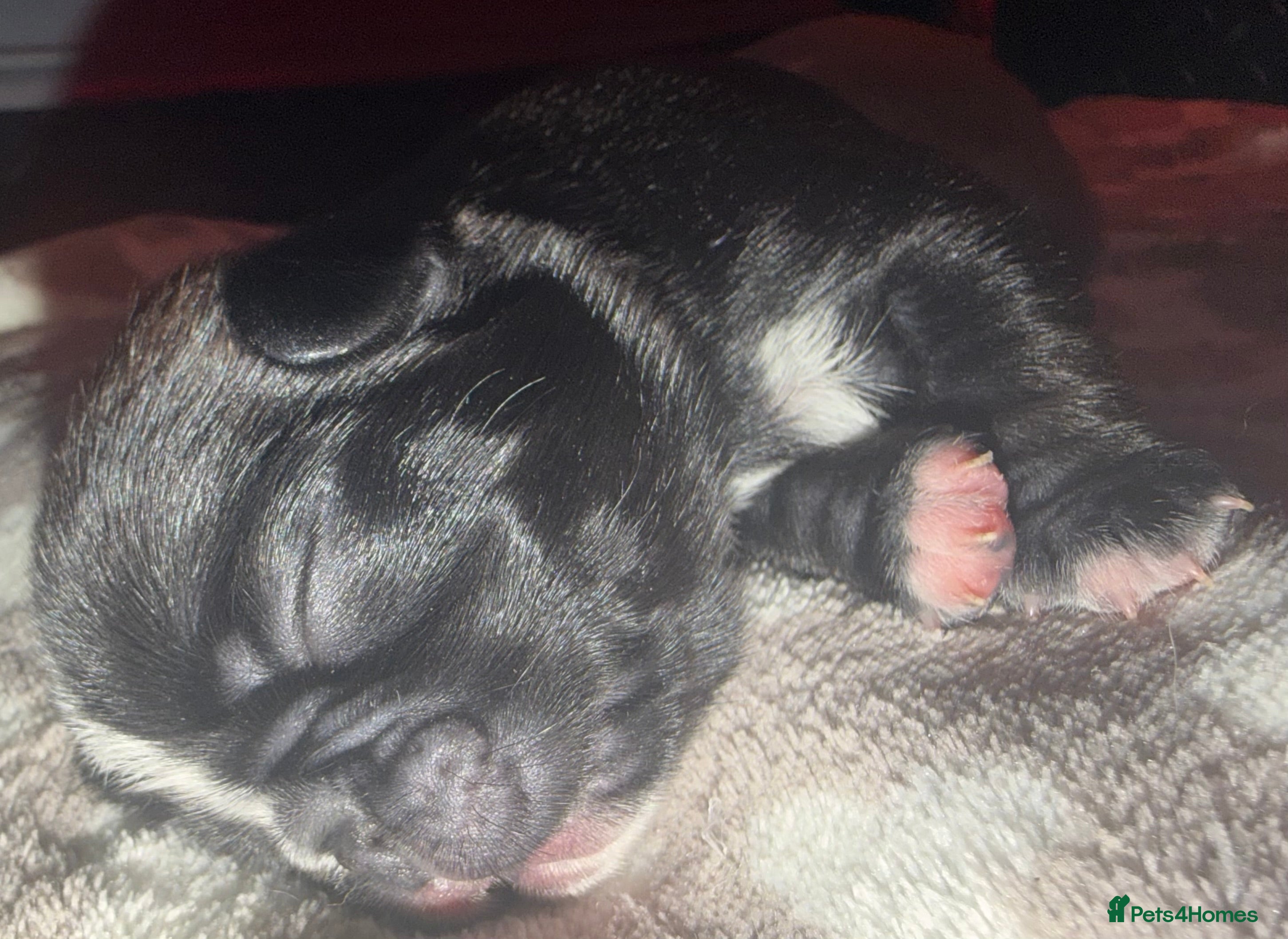 Pug dogs 🐾 PEGGY × ALASKA — A TRULY UNIQUE PUG LITTER 🐾  - Advert 2