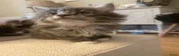 Maine Coon cats for sale: Beautiful fluffy Maine Coon x kittens - Advert 14