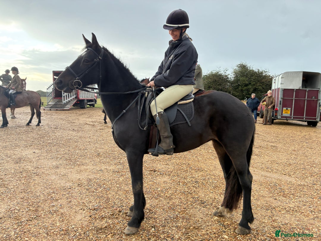Other Breed horses for sale: Alrounder - Advert 3