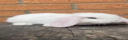 French Lop rabbits for sale: Quality French Lop Rabbits - Advert 9
