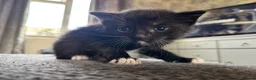 Mixed Breed cats for sale: 🖤💫beautiful black kittens for sale  - Advert 6