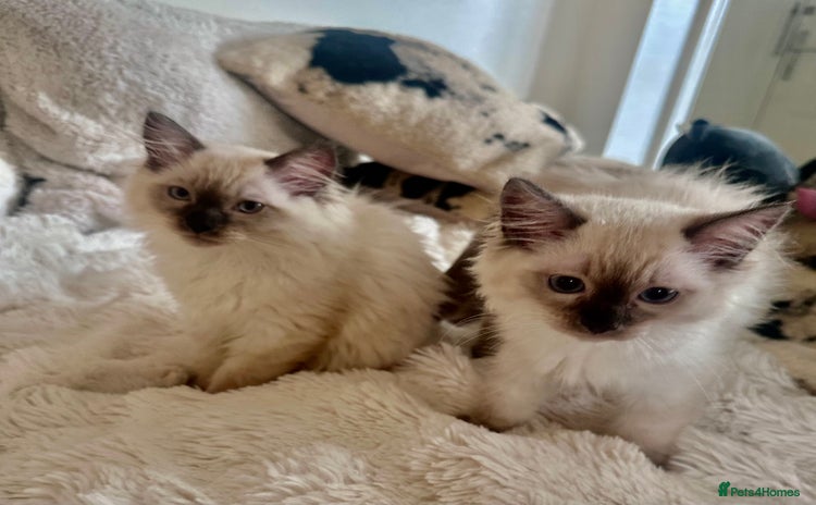 Ragdoll cats - Advert 14