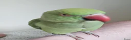 Ringnecks birds for sale: 2.5 Years Green Indian ringneck in Norwich - Advert 8