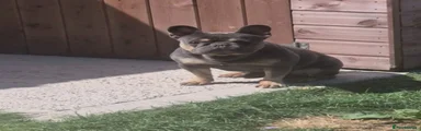 French Bulldog 1