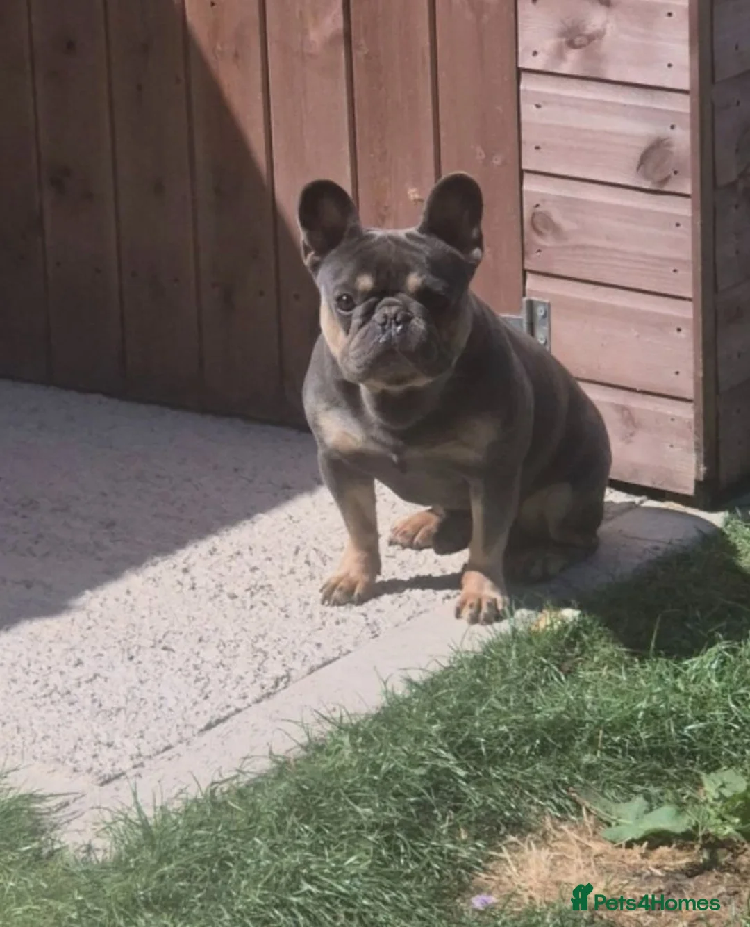 French Bulldog dogs for sale: Blue & Tan male french bulldog in Weston-super-Mare - Advert 2