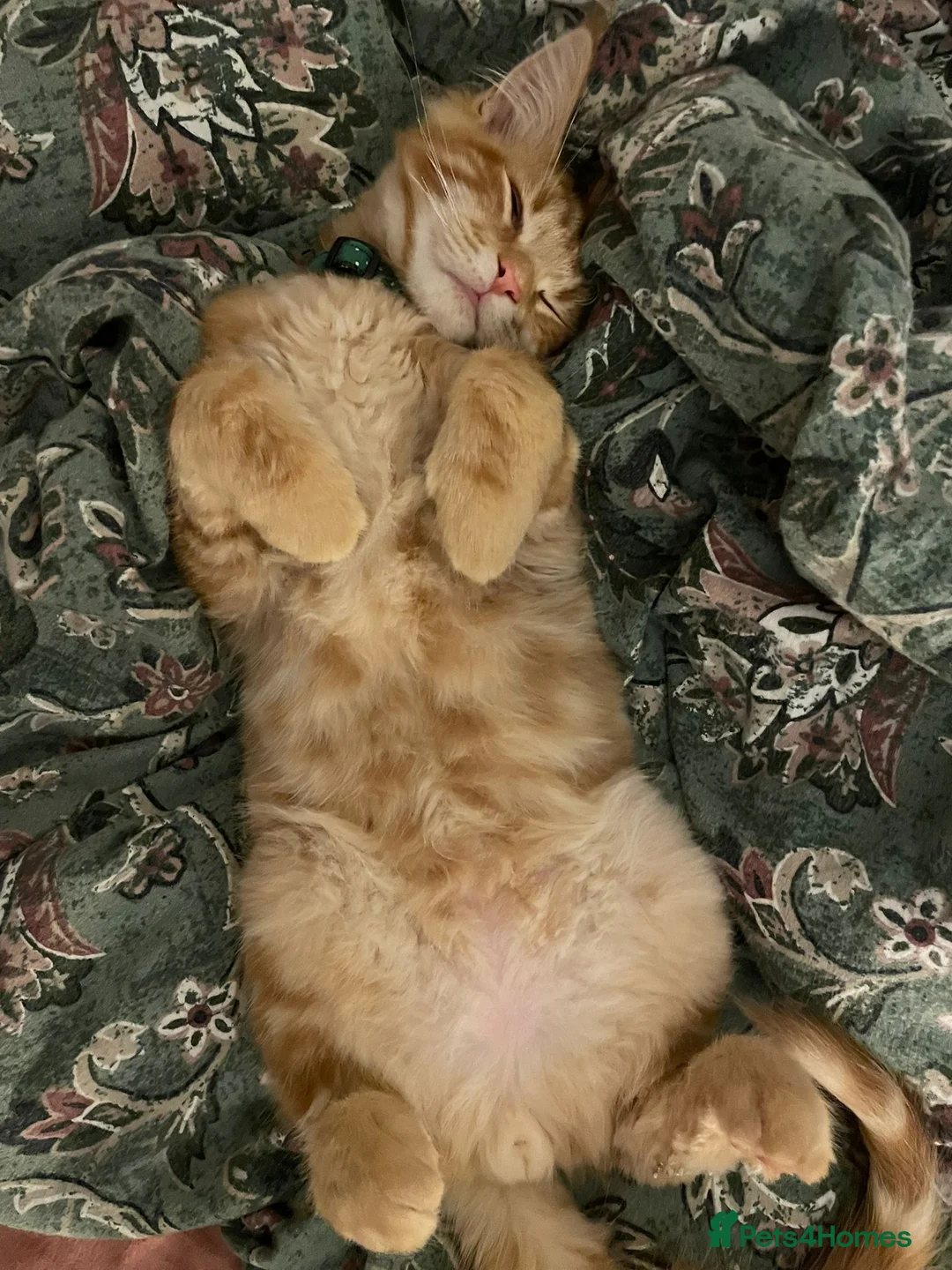 Maine Coon cats for sale: Ginger Maine Coon Kittens  - Advert 6