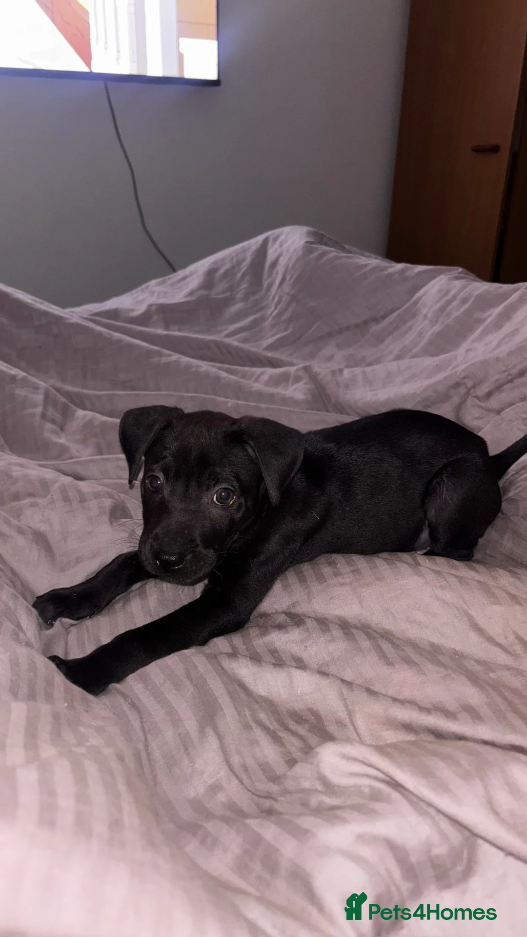 Mixed Breed dogs for sale: Sharpei/ cane corso staff puppy - Advert 5