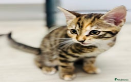 Bengal cats for sale: Bengals cross - Image 7