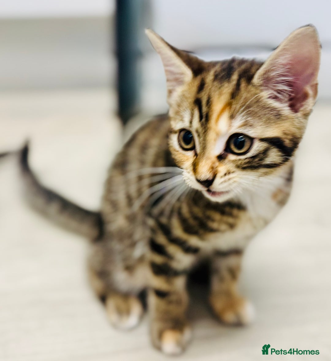 Bengal cats for sale: Bengals cross - Image 7