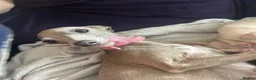 Italian Greyhound dogs for sale: Italian Greyhound puppy 1  - Advert 1