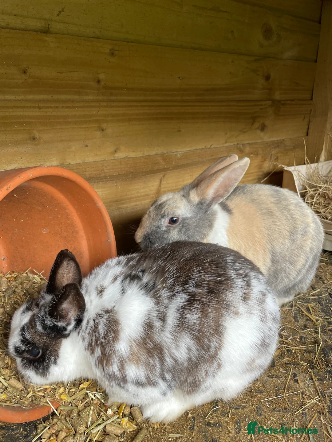 Mixed Breed rabbits for sale: Bonded Mixed Bunnies  - Advert 10