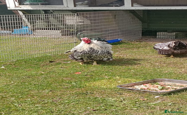 Chickens poultry - Advert 3